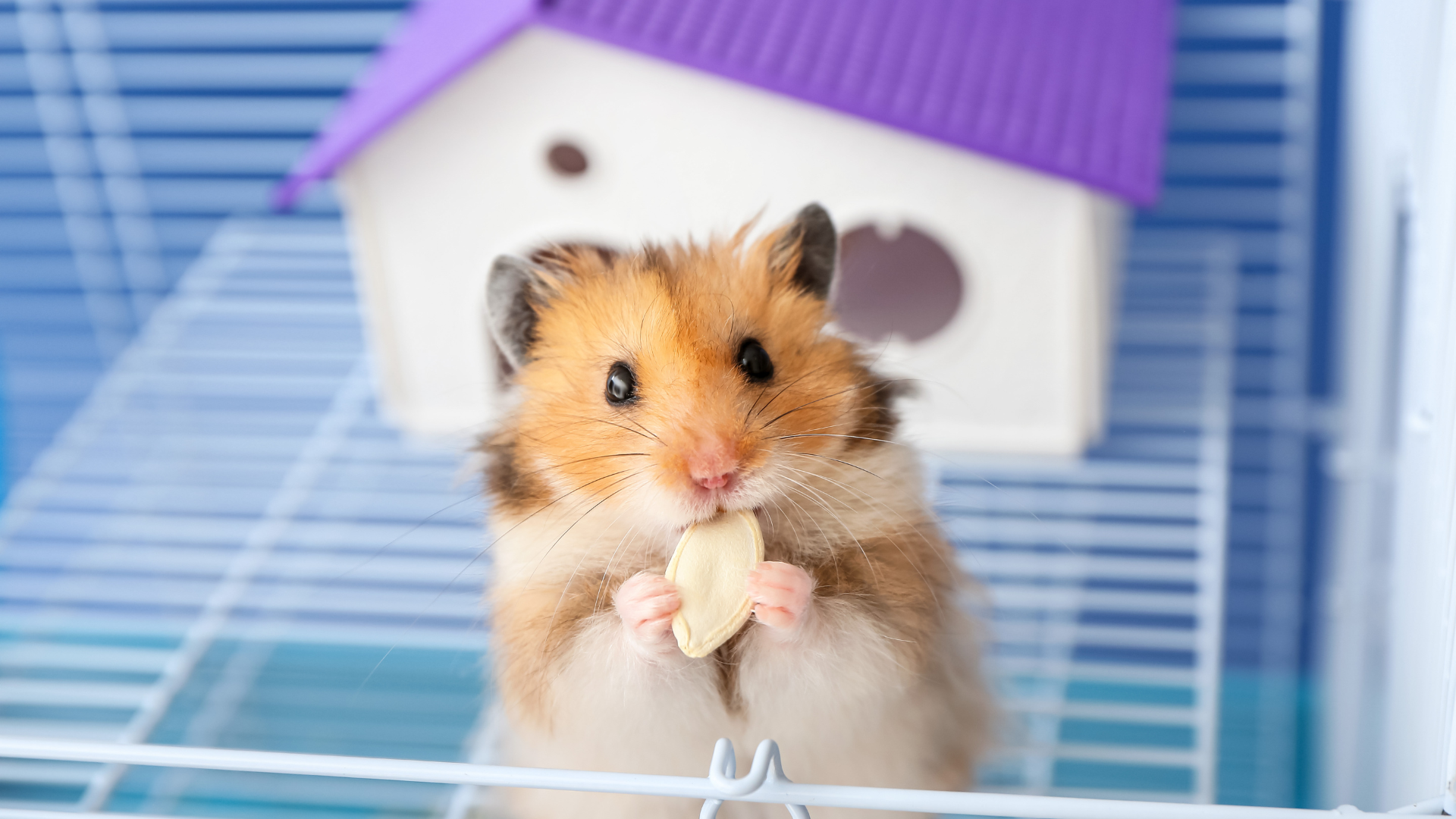 Small mammal veterinary care 