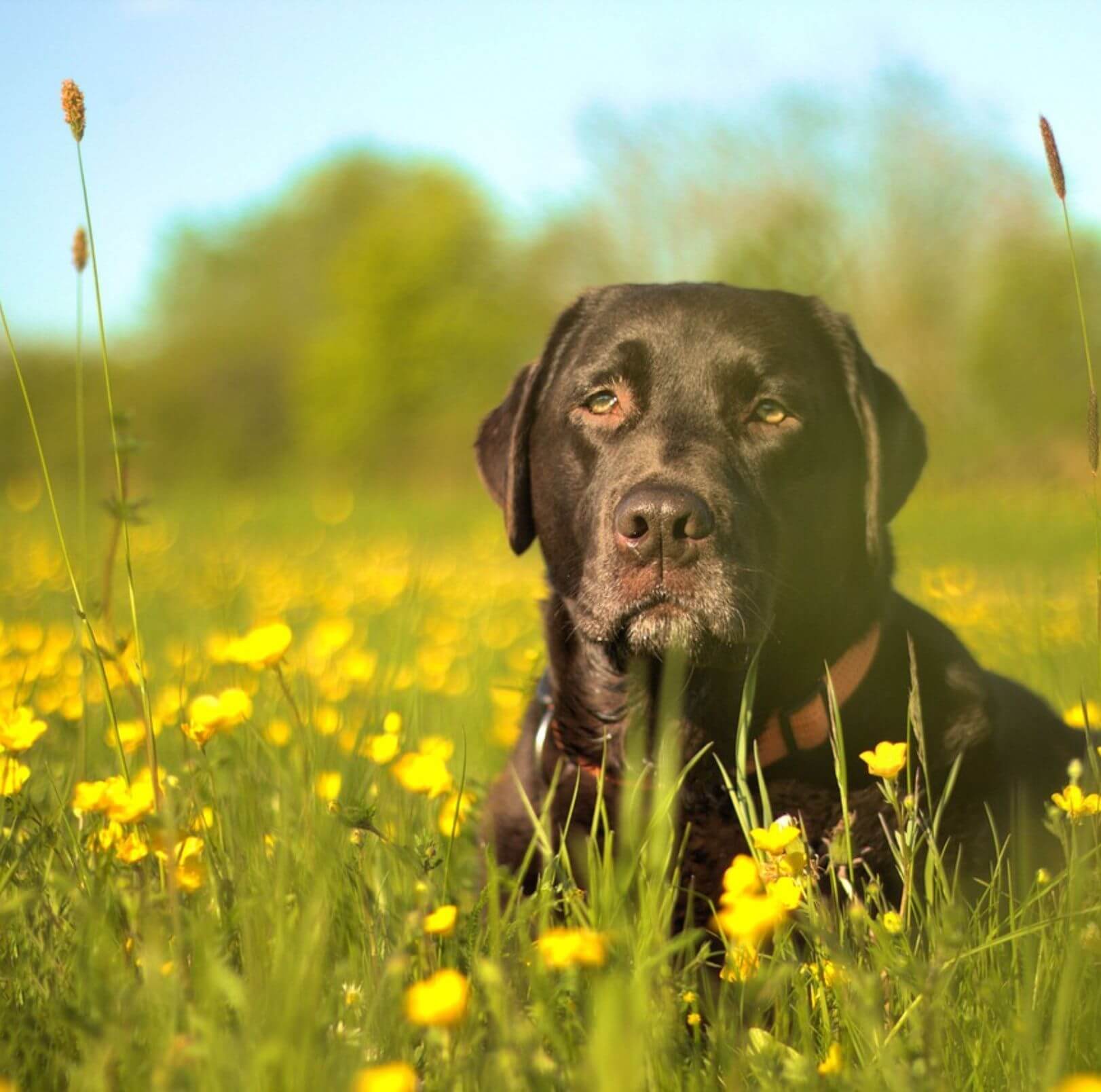Emergency veterinarian in Burnsville