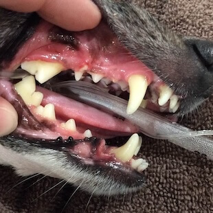 Pet Dentistry in Burnsville