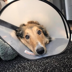Pet Surgery in Burnsville