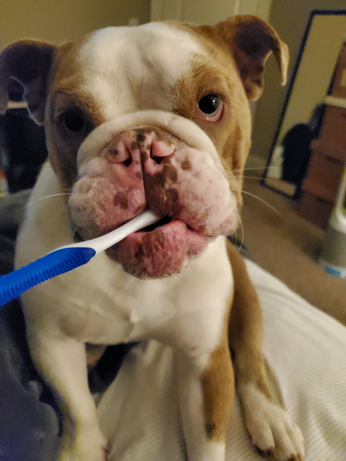 dogtoothbrush